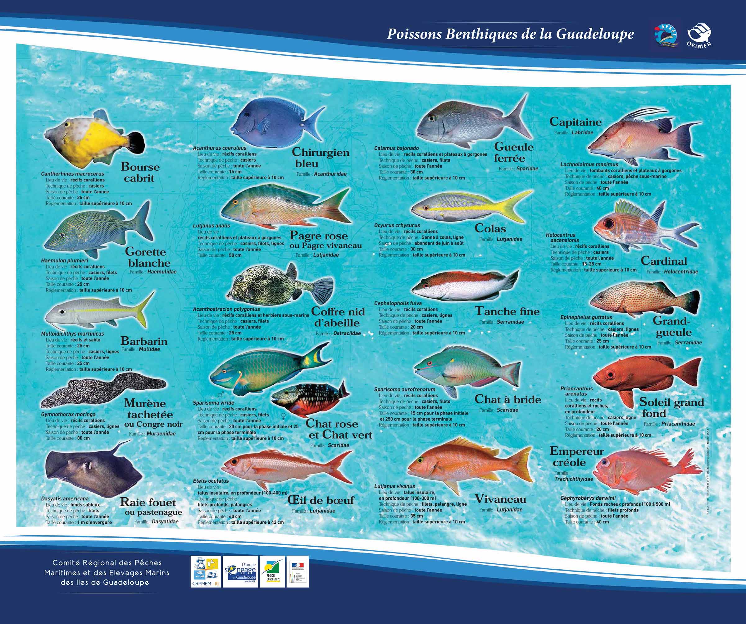 Télécharger le poster des poissons benthiques principaux consommés en Guadeloupe