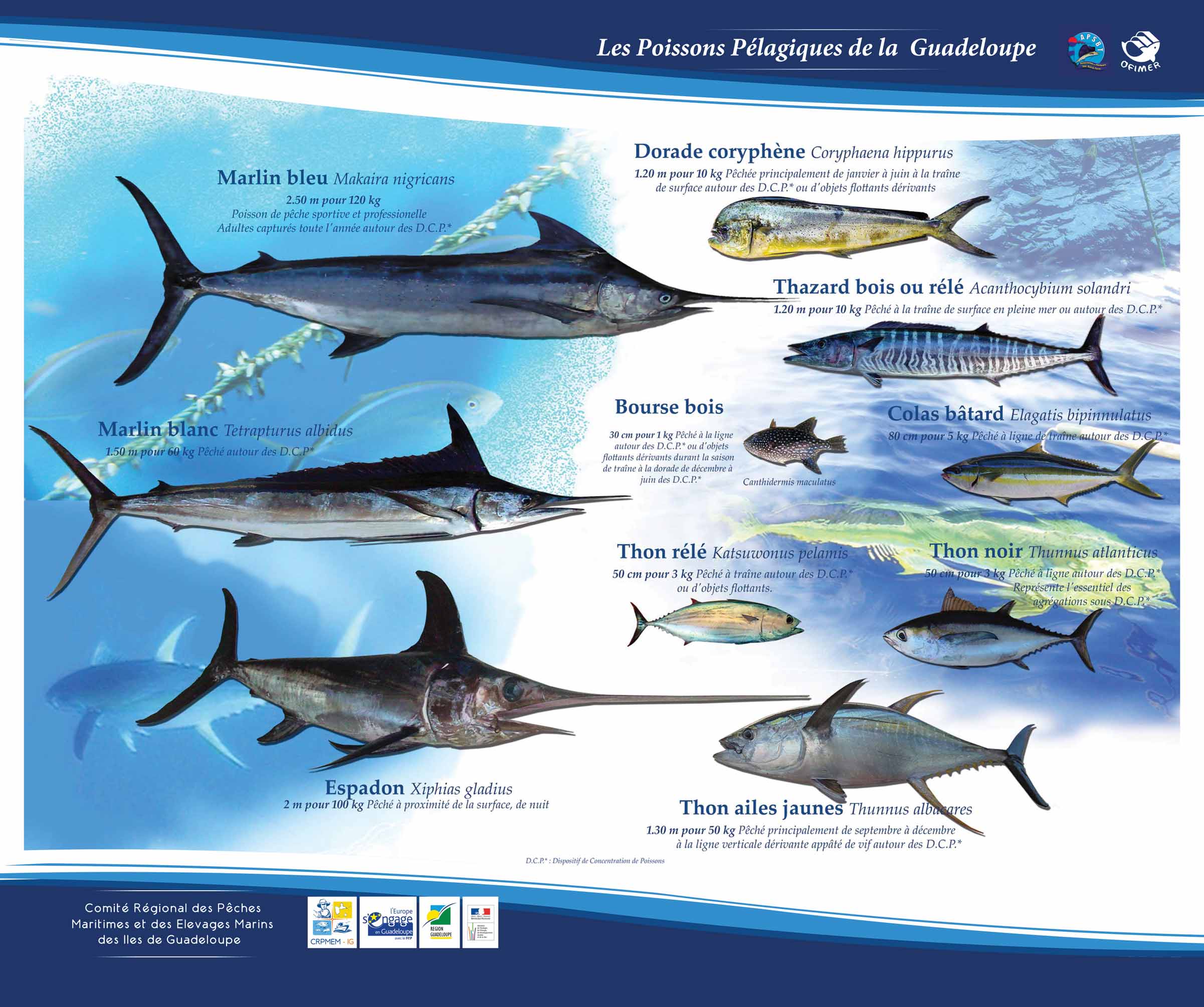 Télécharger le poster des poissons pélagiques principaux consommés en Guadeloupe
