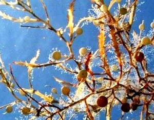 Sargassum natans (crédit photo: GCRL).